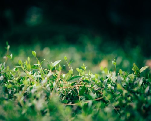 Haie charmille : comment l’entretenir ?