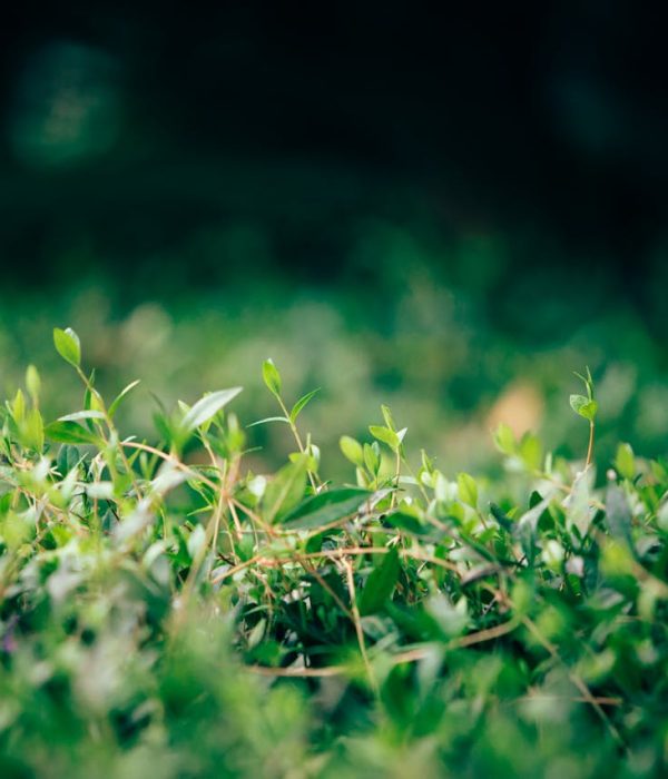 Haie charmille : comment l’entretenir ?