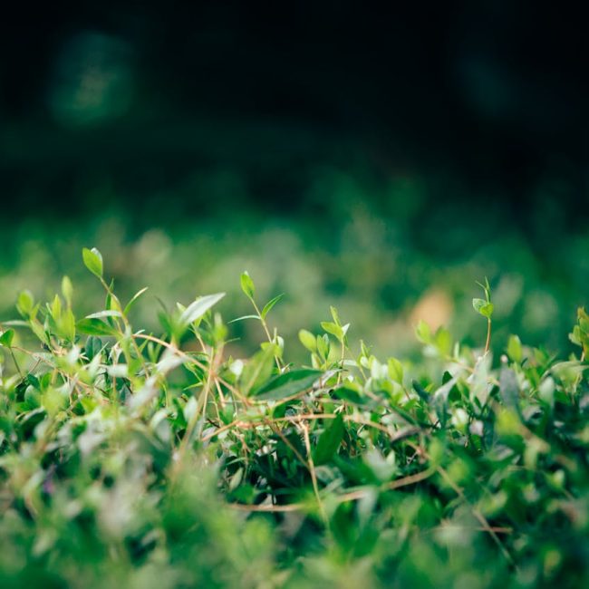 Haie charmille : comment l’entretenir ?