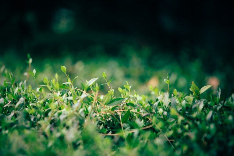 Haie charmille : comment l’entretenir ?